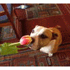 Amstaff23