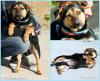 PicMonkey Collage.jpg