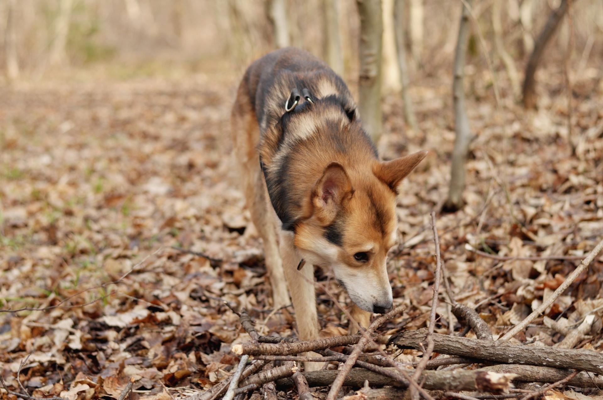 DSC_1824.thumb.JPG.b77b9e789788829ece85c