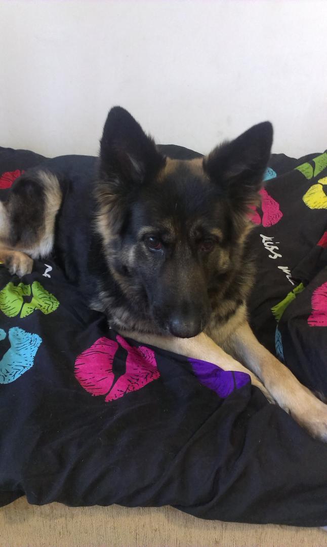 IMAG0039.thumb.jpg.fb7b41ed284dde893942b