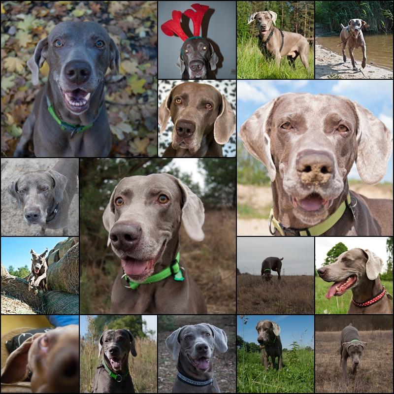 page BARK.jpg