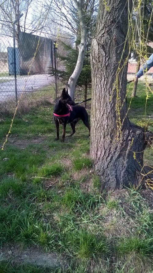 WP_20160404_16_26_28_Pro.thumb.jpg.f76e5