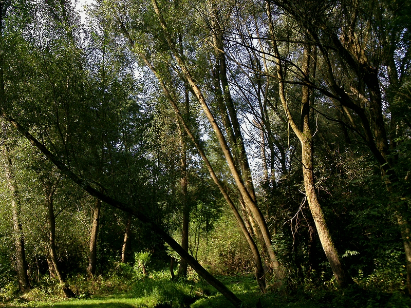 Obraz 064.jpg
