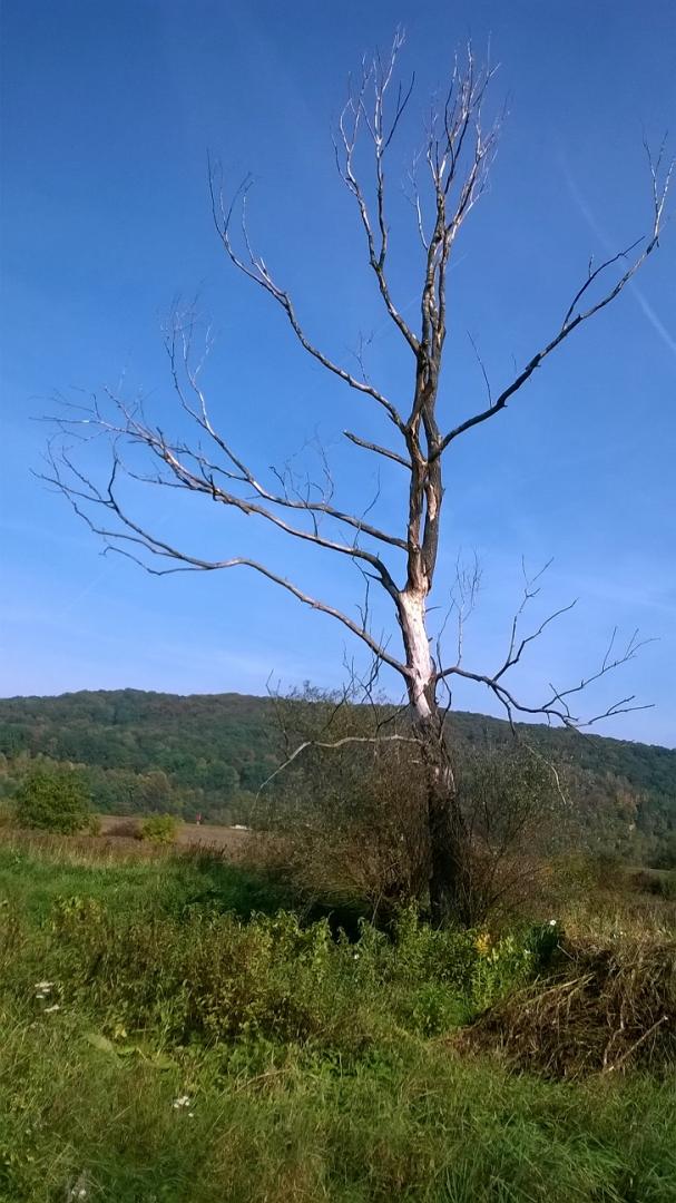 Panna Marple.jpg