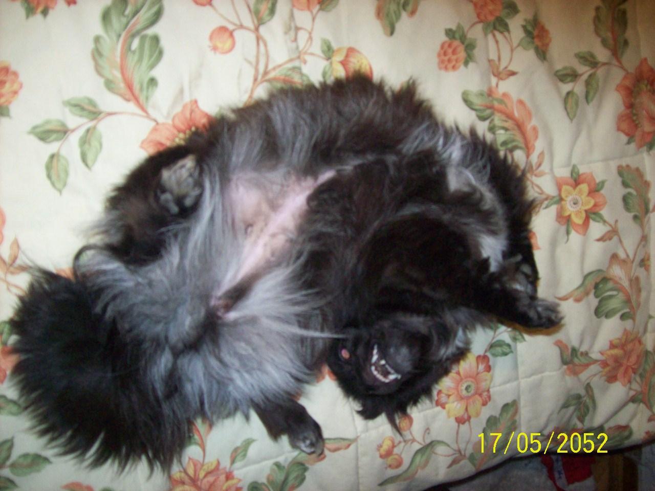 100_4980.thumb.JPG.2f5fa798830c01b5eb95e279fcc6bddd.JPG