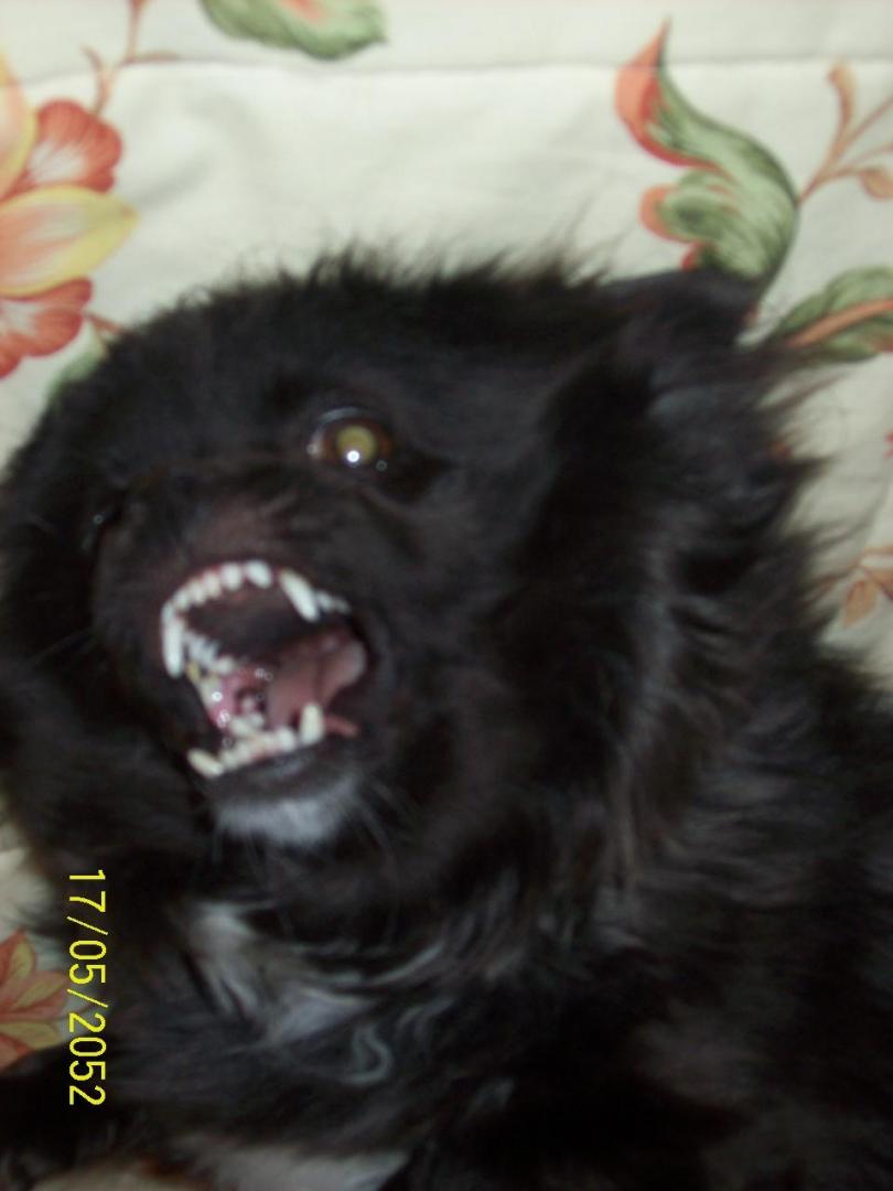 100_4990.thumb.JPG.cf31985c8eb93f26d335b0eda7d73130.JPG