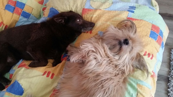 20170409_141904.jpeg.f981cec7b4c2a0f340cb986db4566e49.jpeg