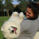 Siberian Love FCI
