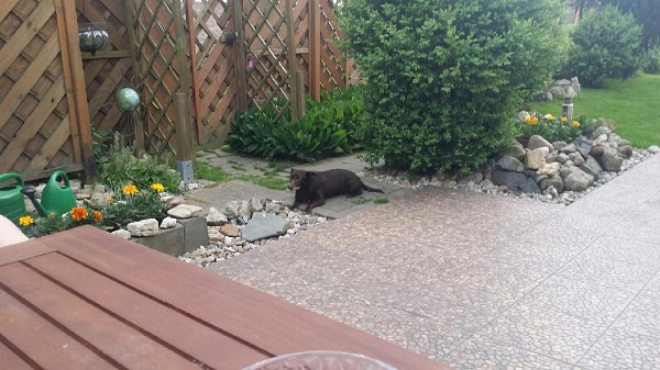 20170529_171754.jpeg.0291573bee217dd7d9f2d7f189ea4093.jpeg