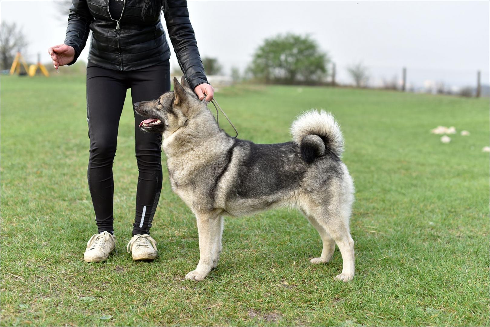 lewy profil (1)KENNEL.jpg