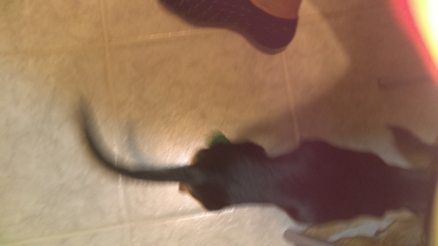 imag3210.jpg.1b0d9dd6b21d26954a45ed7e55eeefbf.jpg