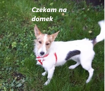 59d53e925d155_czekamnadomek.jpg.6f42108456686485864925556fd78224.jpg