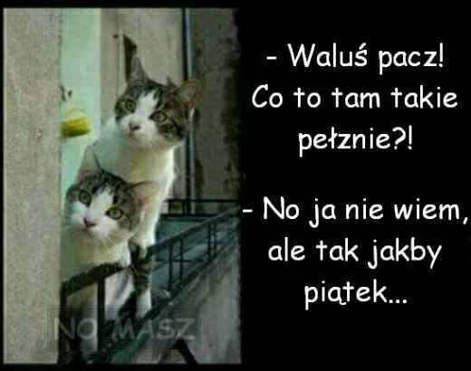 5a2a66e372dd2_napitekpeza.jpg.e24ccef174e51ec56c58205d4eb91791.jpg