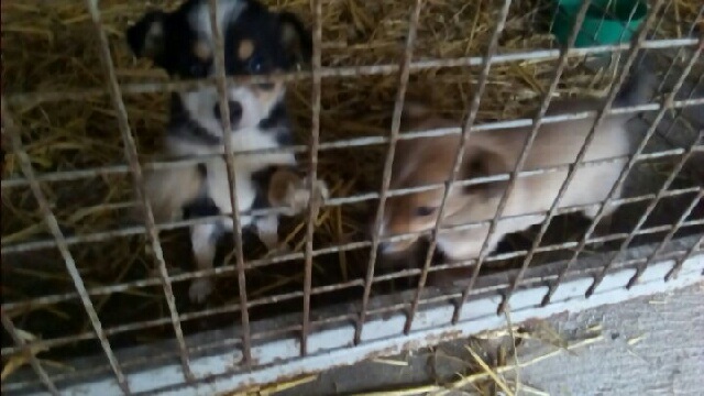 photo0(4).jpeg.fe1c68c119440d021a678a35d4ccf700.jpeg