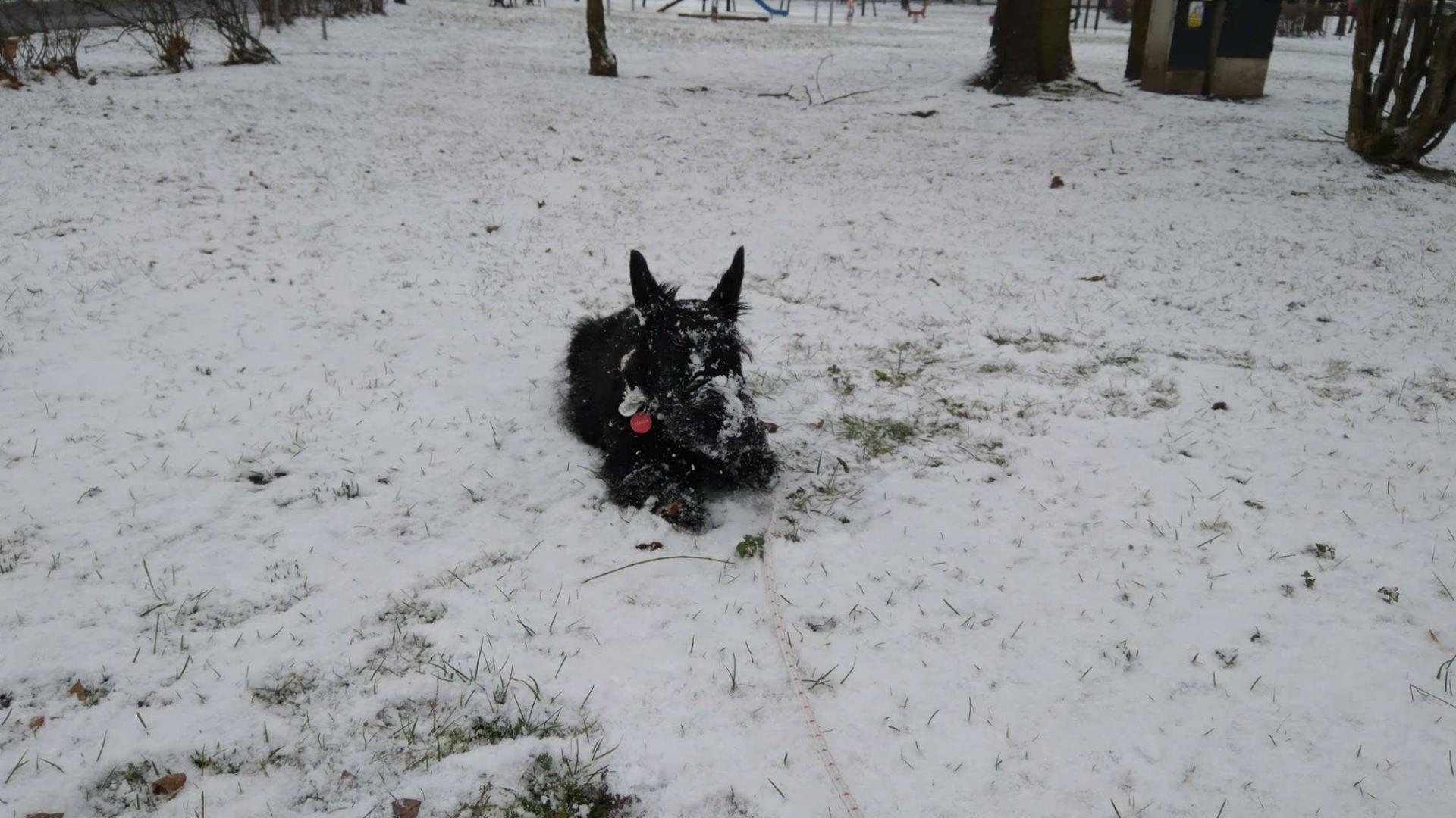 śnieg.jpg