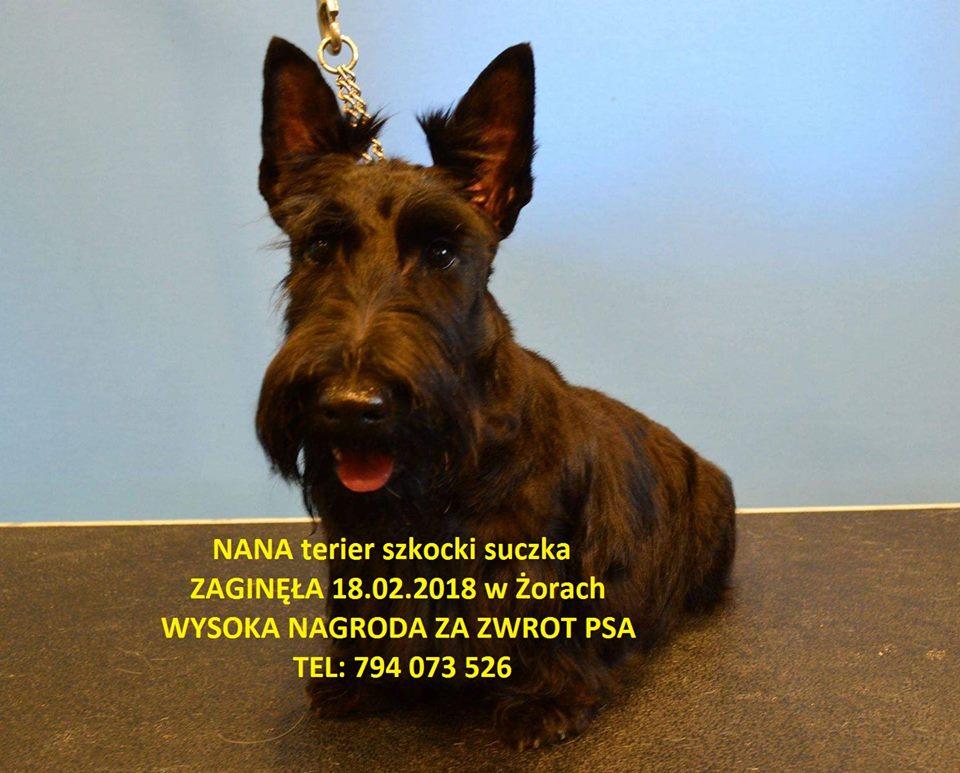 nana zaginęła.jpg