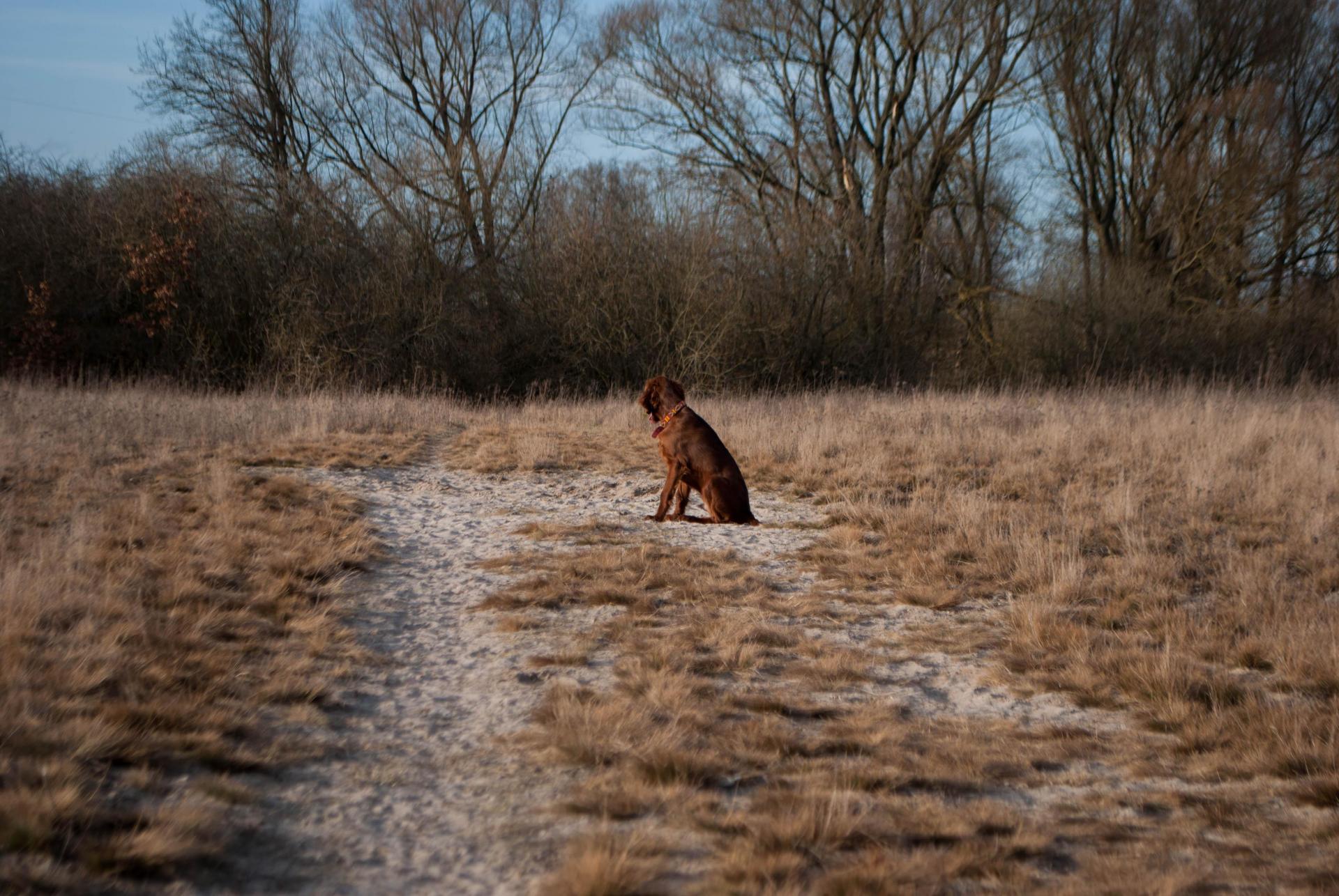 DSC_0202.jpg