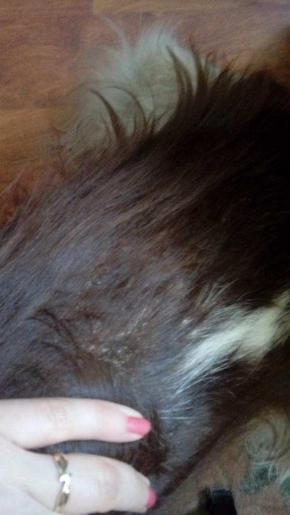20180620_095954.thumb.jpg.b0616c30155d255e9135b28dbc5aa527.jpg