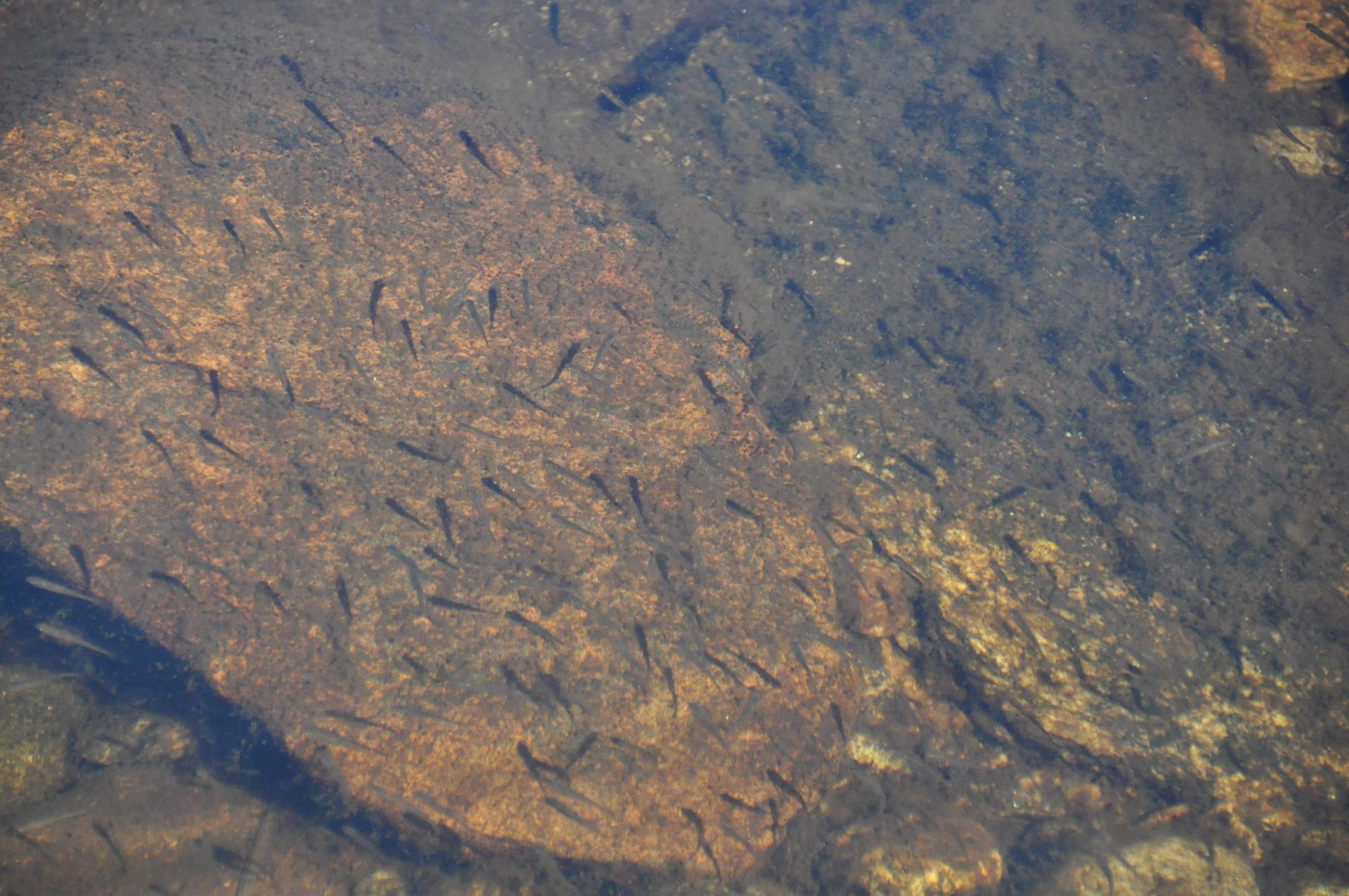 DSC_0688.JPG