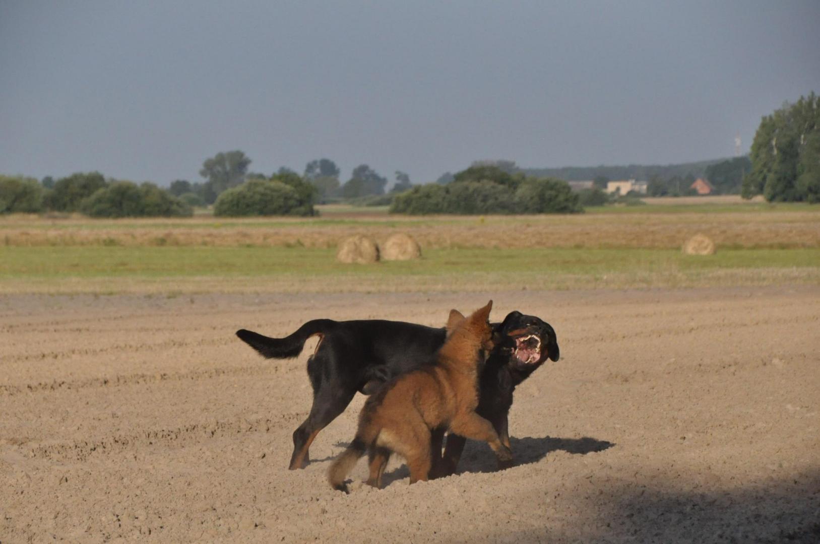 DSC_0179.JPG