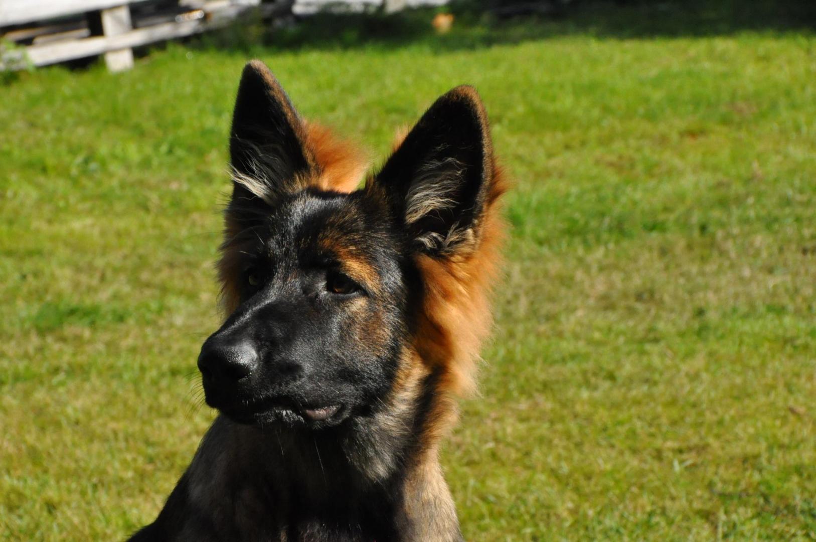 DSC_0342.JPG