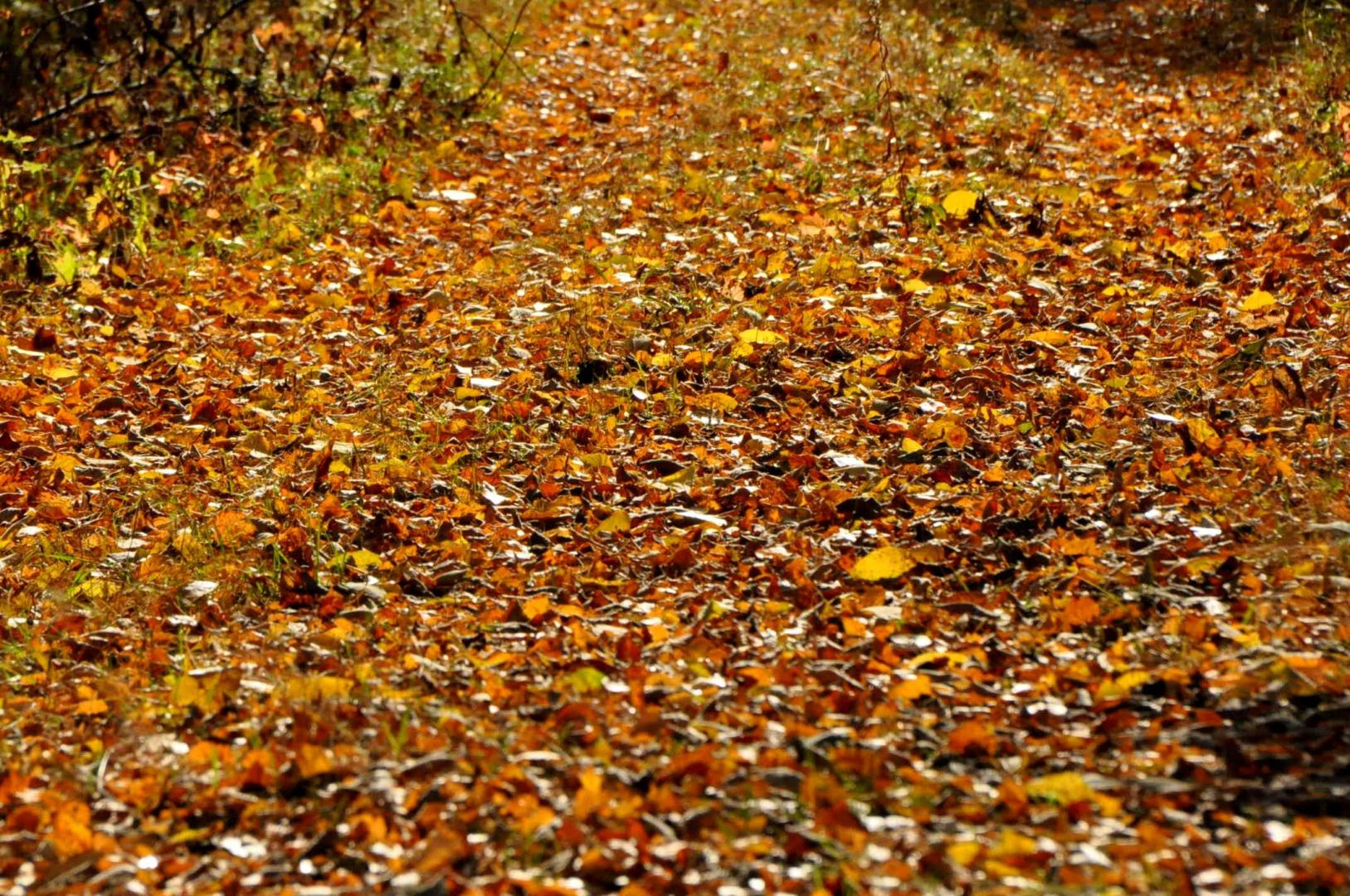 DSC_0051.JPG