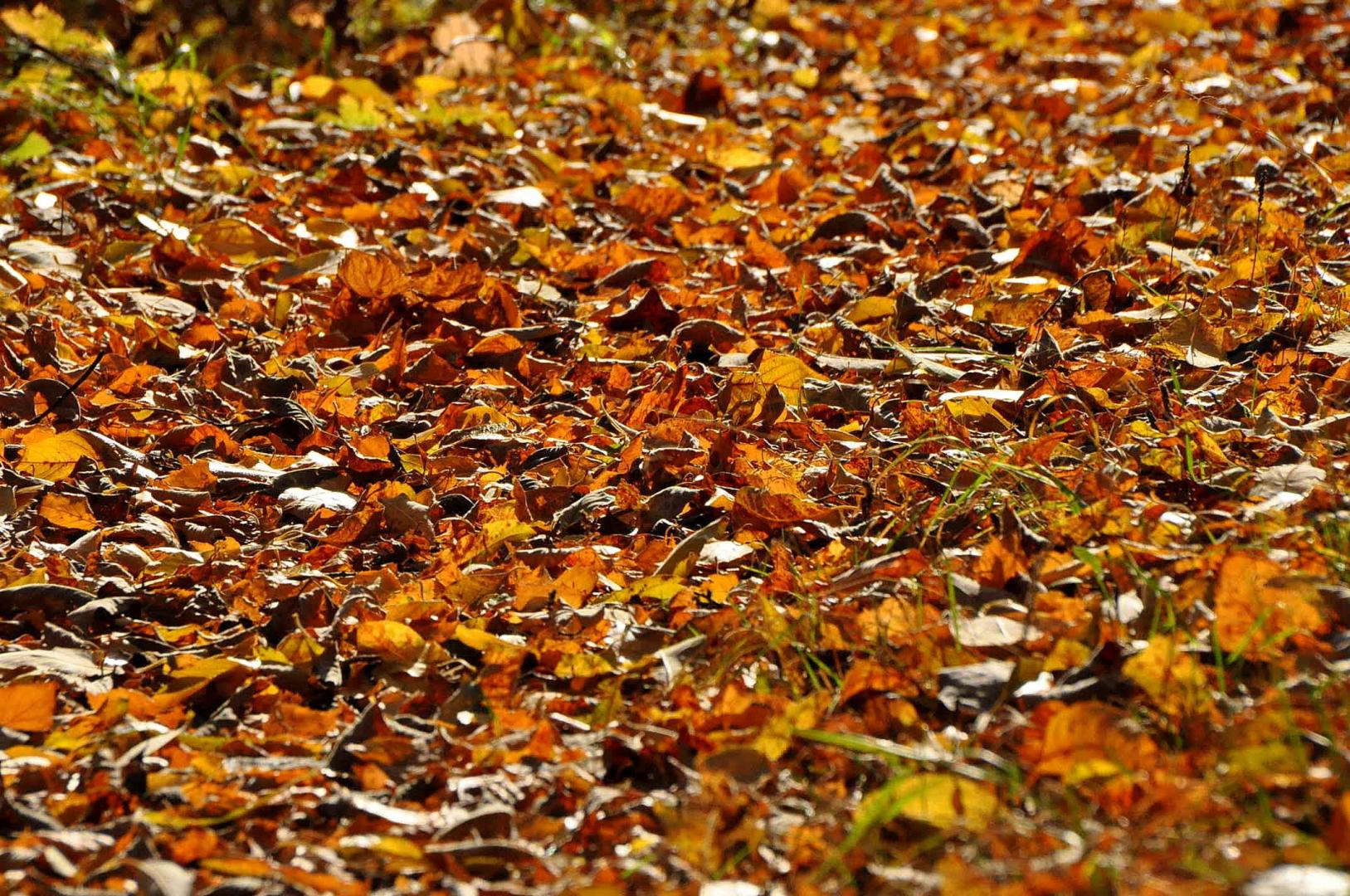 DSC_0097.JPG