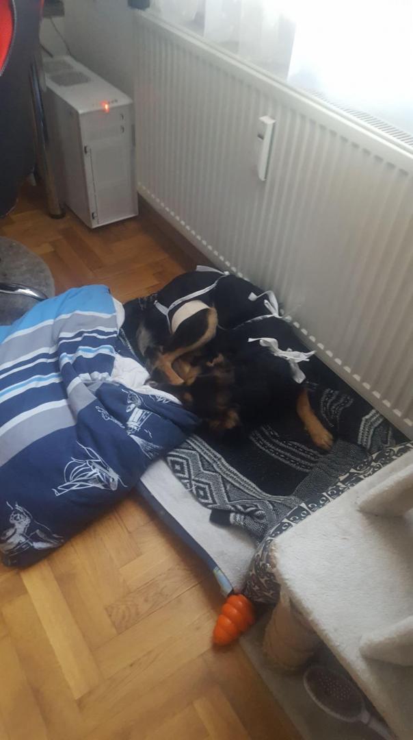 Zera duza 5.jpg