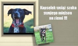 kapselek.jpg.3feeac595843b86781d8d89f2fd9a575.jpg