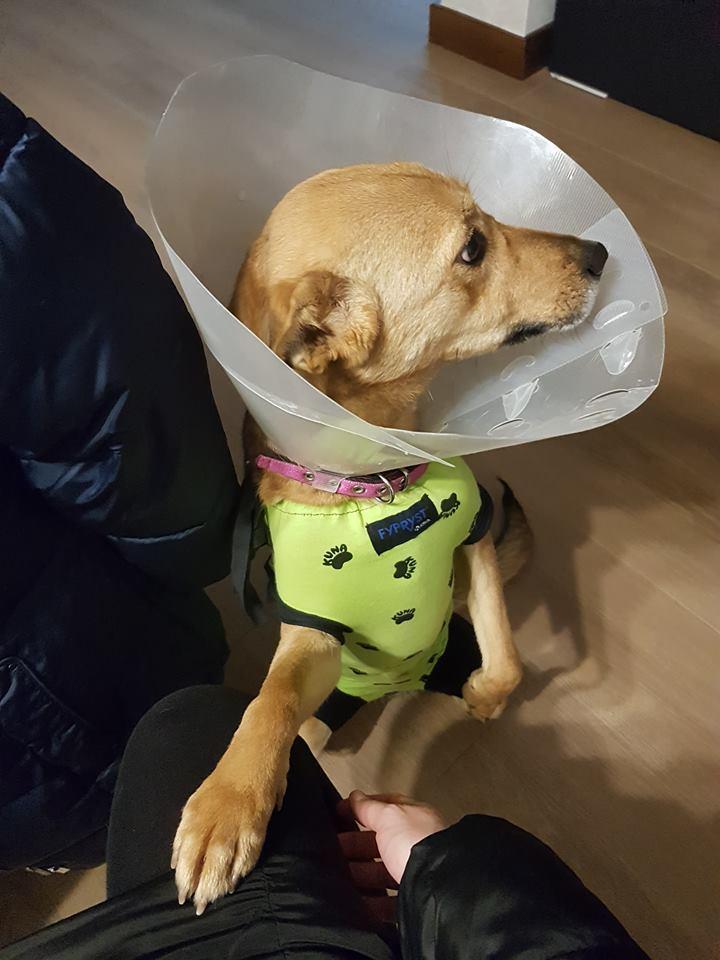lusi.thumb.jpg.7437422ab01d4c98e8eed2c0298e8ab2.jpg