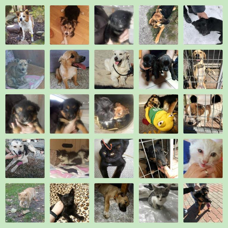 collage1.jpg.33e3cd5acc0410f6ec4f4a54bd16faaa.jpg