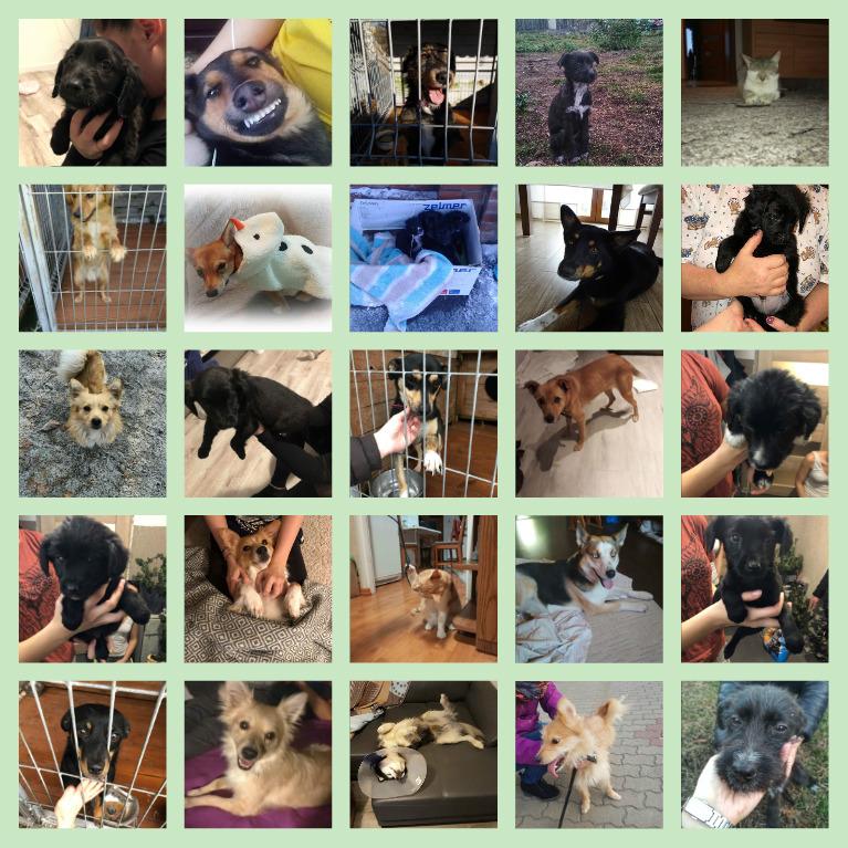 collage2.jpg.34df1b45963c09c08ea9dc8bd95fcd2d.jpg