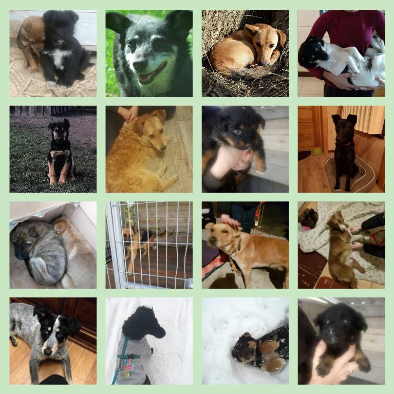 collage3.jpg.090f2b3fc58b8df247d3db97b92c6ef8.jpg