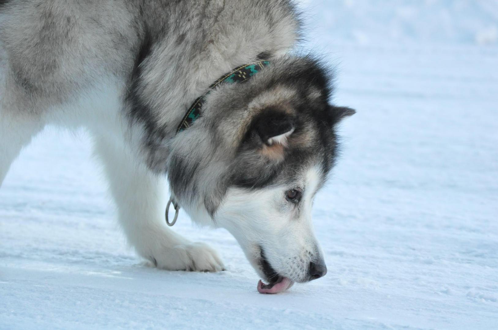 DSC_0078.JPG
