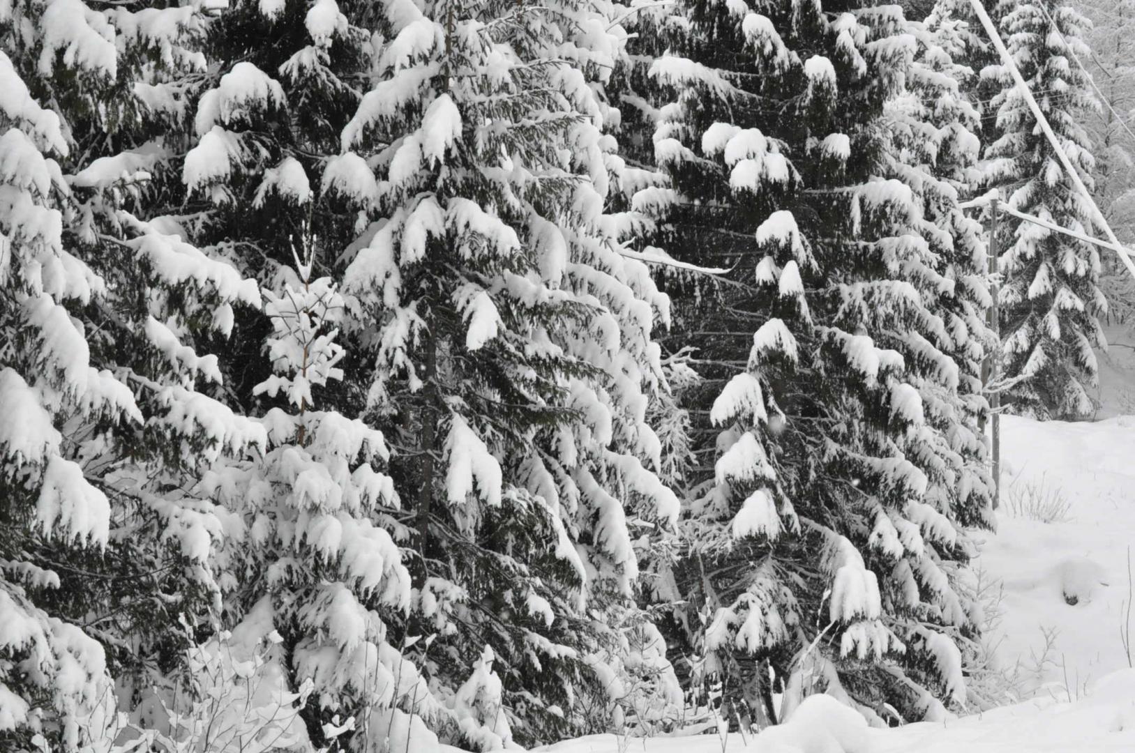 DSC_0179.JPG