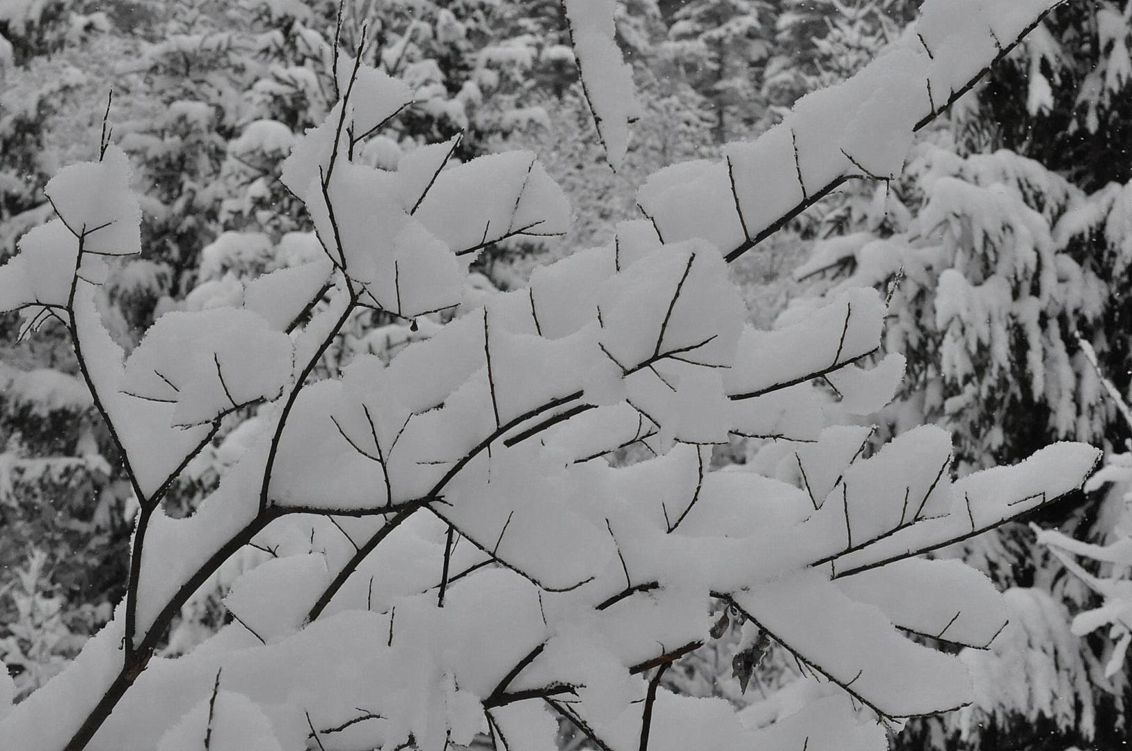 DSC_0184.JPG