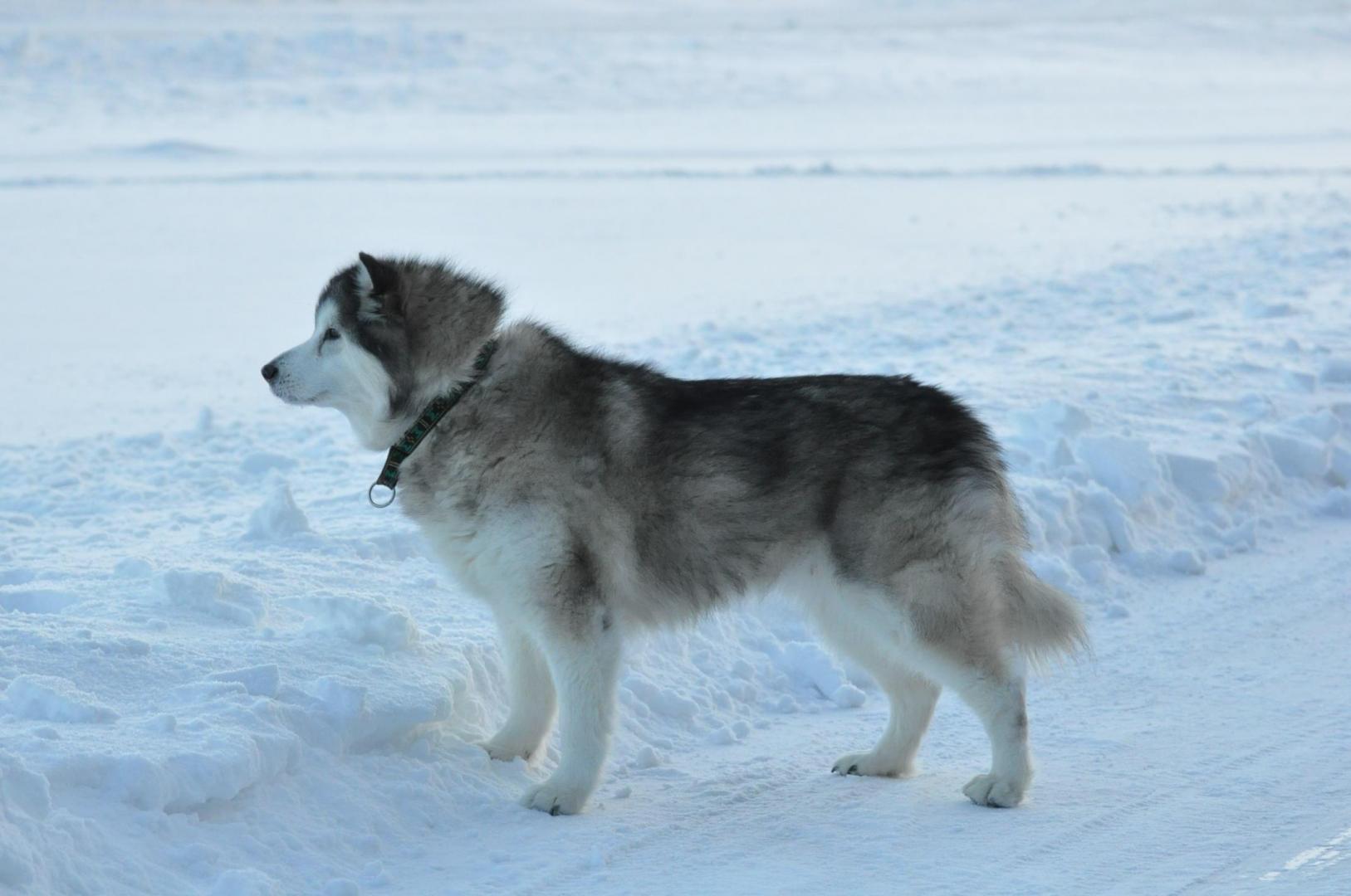 DSC_0210.JPG