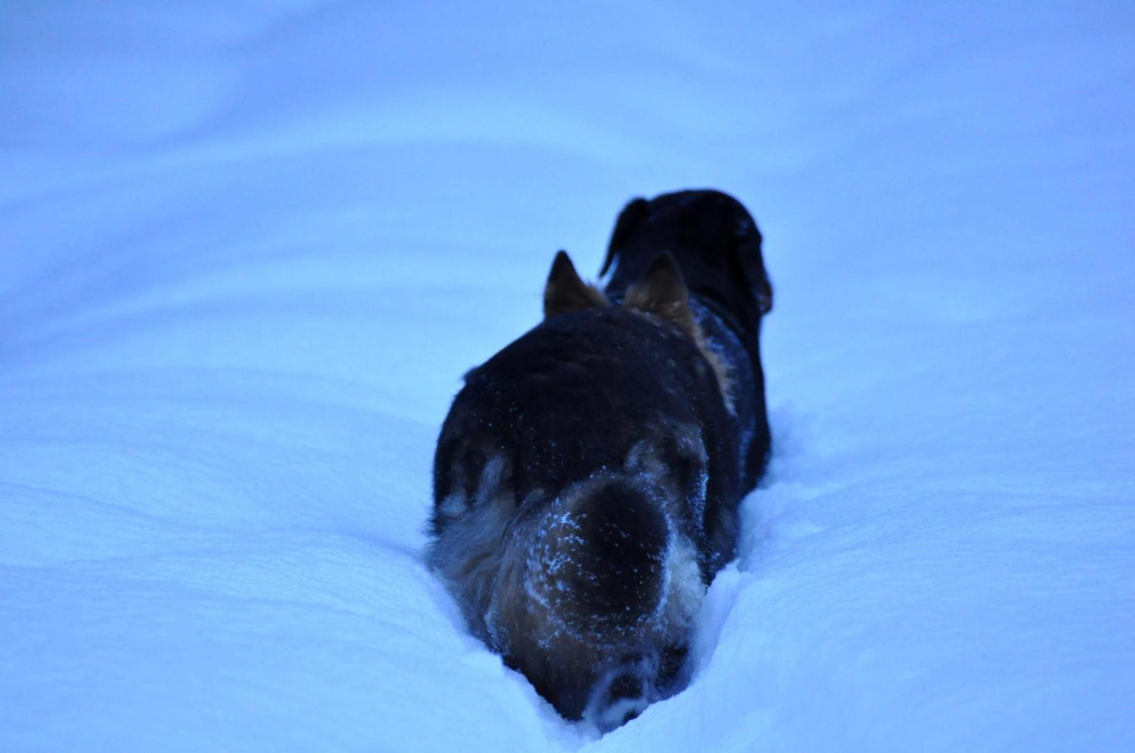 DSC_0313.JPG