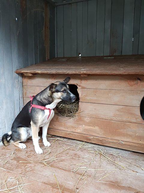lupo6.jpg.bb0500379e06a6648d37ceaa9886a68c.jpg