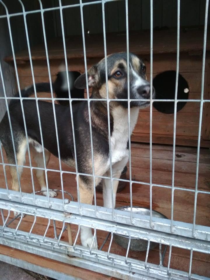 lupo9.jpg.b4bb47395b9a4f6d553b79e0d5d08e9e.jpg