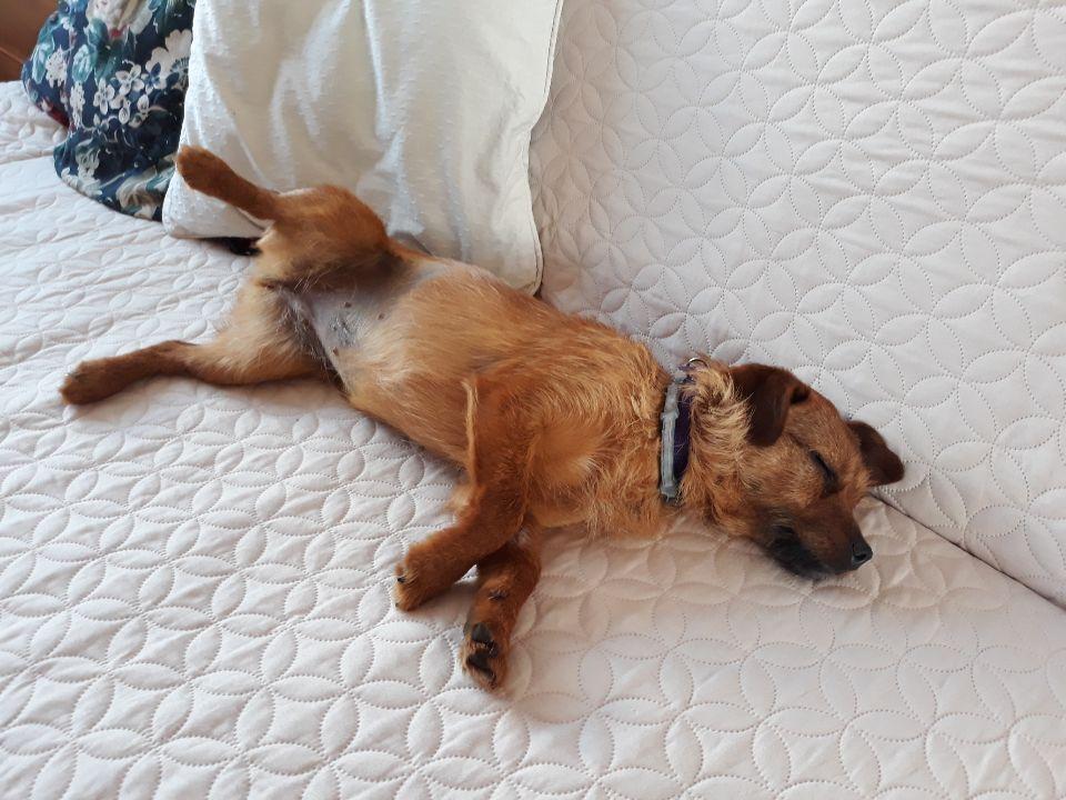Resized_20190404_145207_847.jpeg.aeda013d1b9e2c0fb2c08bb6b881da2d.jpeg