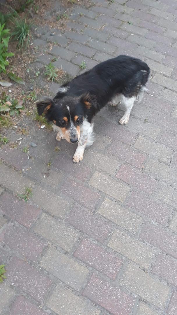 received_334859687419244.thumb.jpeg.db61381f2147864c356b0ef9c06de463.jpeg