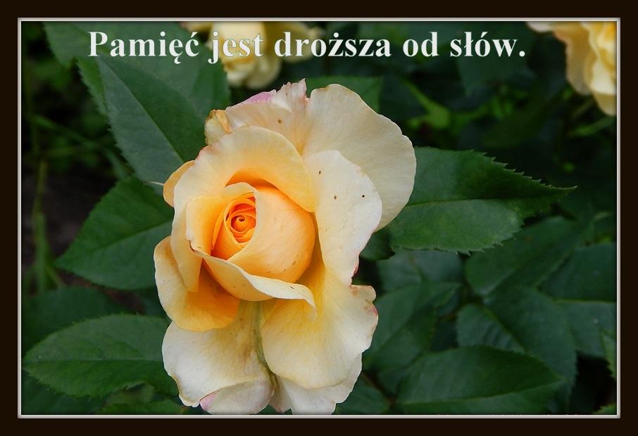 Róża 1 (1).jpg