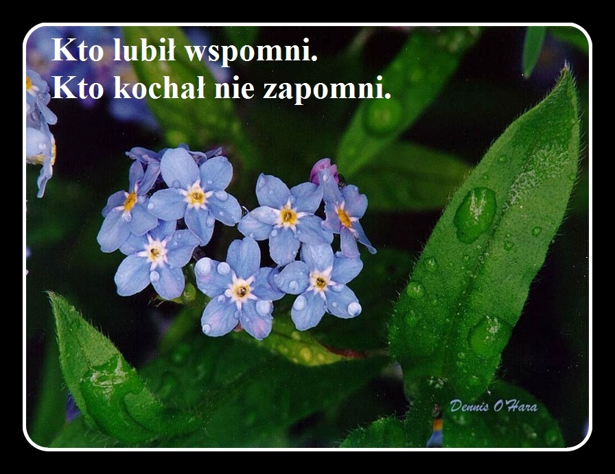 43.jpg.6eee85212056f5f4ad6164a5b5be7934.jpg