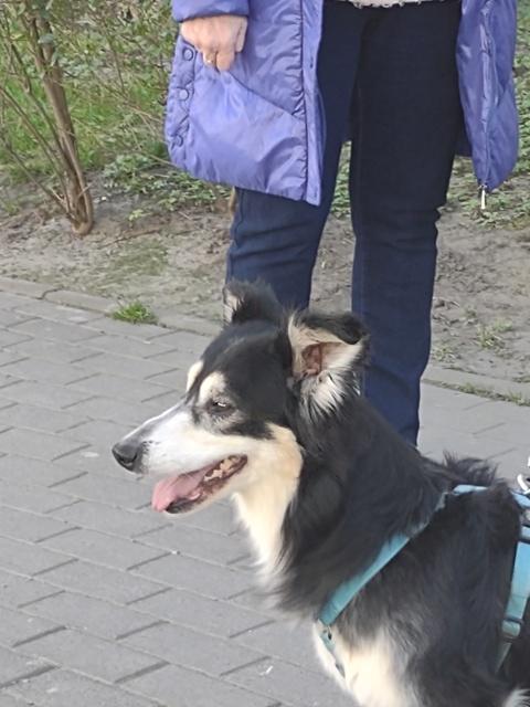 502377129_Odi2(9).jpg.8b8edd0b1da4de69475735bb480ae8ae.jpg