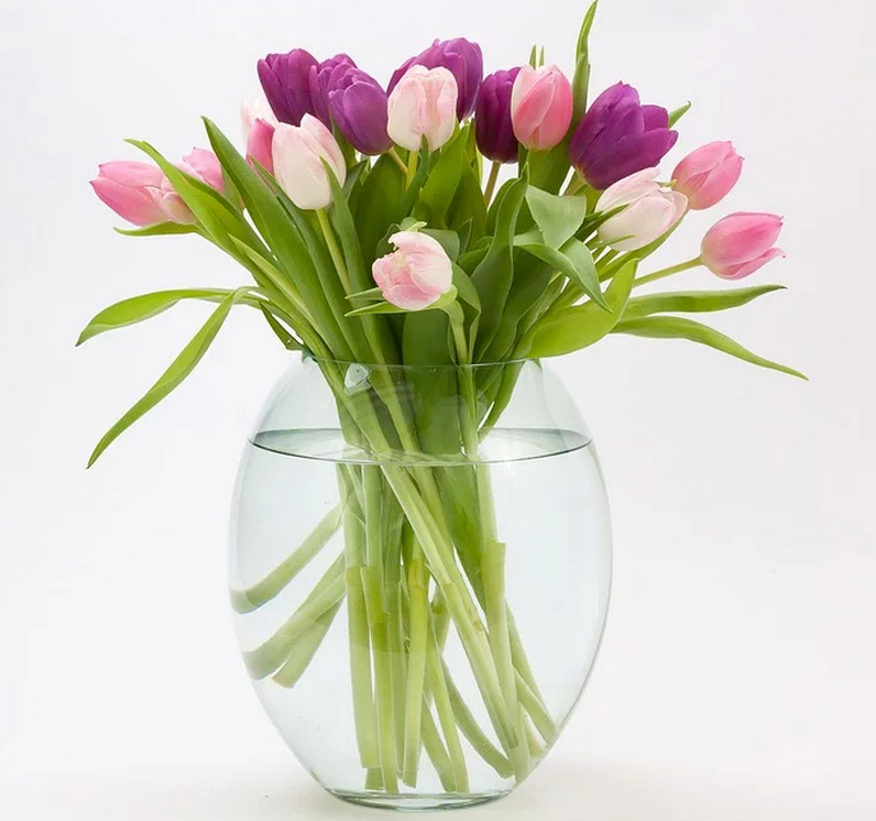 tulipan.jpg.de71c4be5180eaf091c29eb80cc575b8.jpg