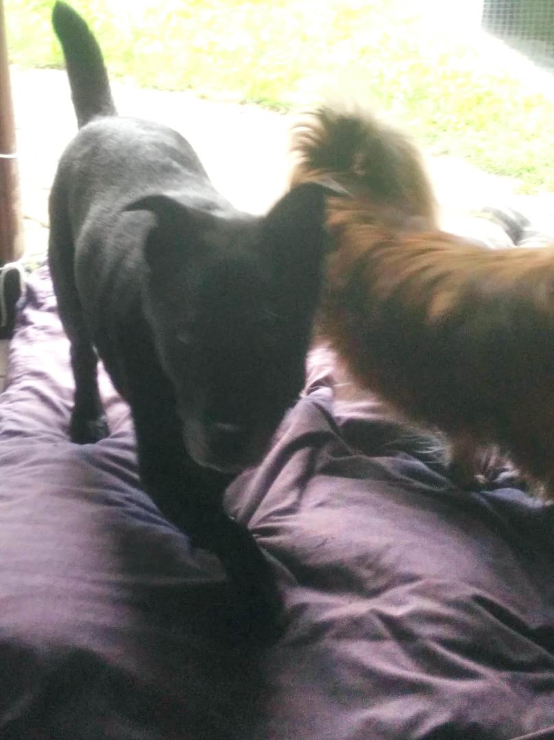 image.thumb.jpeg.9430ff0b7971ae83a0d780264f2b1614.jpeg