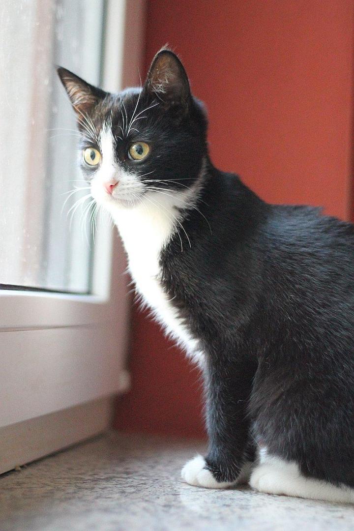 puz1.jpg