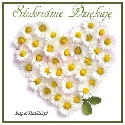 stokrotniedzikuj.jpg.a34bca6b6352e46e10998747add55e36.jpg