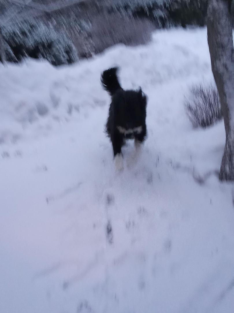 image.thumb.jpeg.31970b06c0c313f6bda30785c51b2c67.jpeg